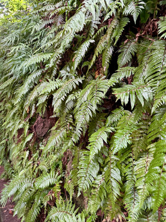 A dense cluster of vibrant green ferns clings to a mossy tree trunk in a lush forest. Vertical photo.の写真素材