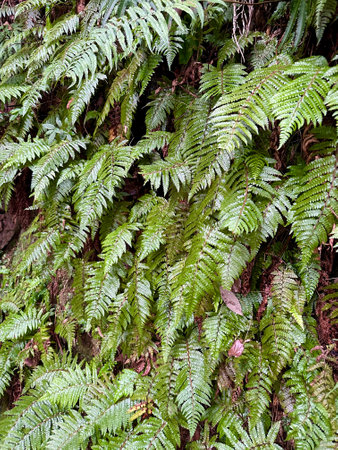 A dense cluster of vibrant green ferns clings to a mossy tree trunk in a lush forest. Vertical photo.の写真素材