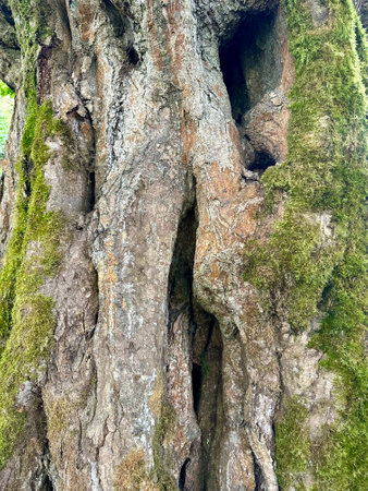 An old tree trunk in a forest, draped in thick green moss. Rough, gnarled bark with hollows. Tree textureの写真素材