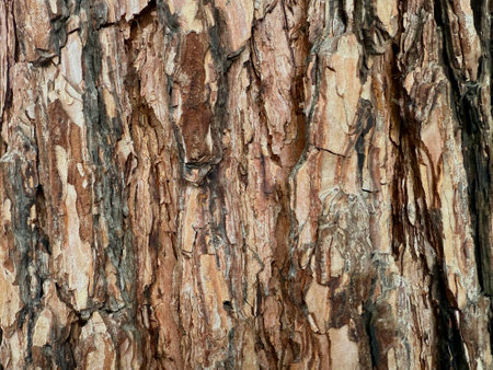 Tree bark texture. A close up look of a pine tree.の写真素材