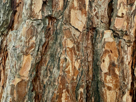 Tree bark texture. A close up look of a pine tree.の写真素材