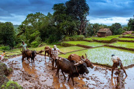 FARMER WORKING IN HIS FARMのeditorial素材