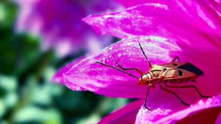 Longhorn Beetle on a flower. These beetles are  cosmopolitan family of beetles, typically...