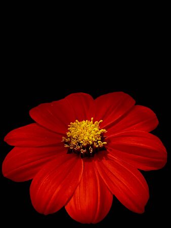 Isolated Zinnia flower with black background.の写真素材