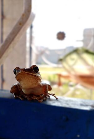 The frog is the most common and well known amphibian in India. They are so abundant and widespread...