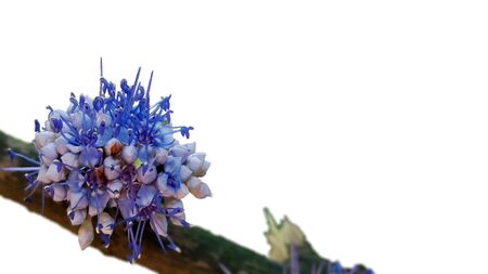 Beautiful flowers on the branches with white isolated background.