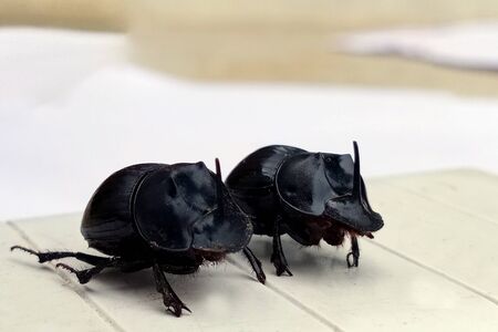 A couple of rhinoceros Beetles on blur background. India.の写真素材