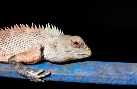 Close-up of an Indian Agama Lizard on dark background.の写真素材