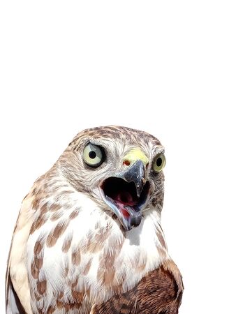Close up of a Saker Falcon. It is a small bird of prey in the family Accipitridae. It is found widely distributed in Asia and Africa. It is also called the little banded goshawk.の写真素材