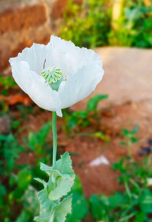 Beautiful white poppy flower. Blur background.の写真素材