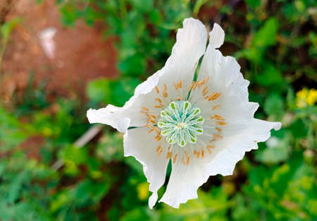 Beautiful white poppy flower. Blur background.