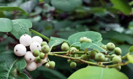 Beautiful white berries on blur background.