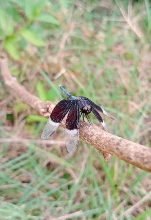 Close up of a beautiful black dragon fly.の写真素材