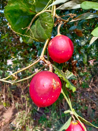Redball snake gourd, Trichosanthes tricuspidata, In India it's called as Makal or Mahakal phal.