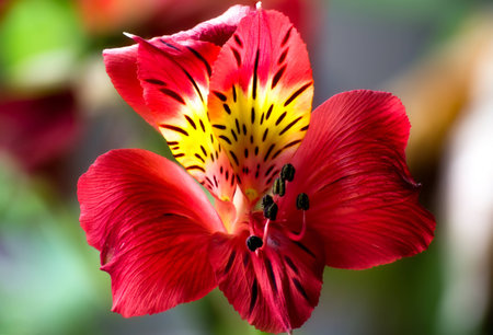 A close up macro image of a Lilly flowerの写真素材