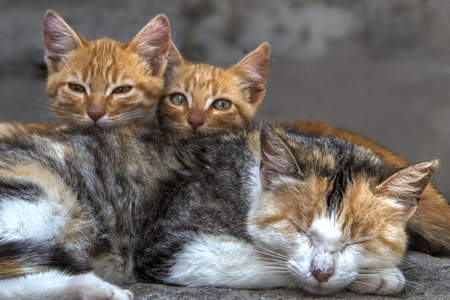 Cat familyの写真素材