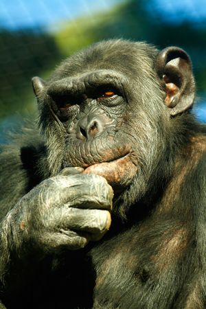Chimpanzee.Scientific name:Pan troglodytes