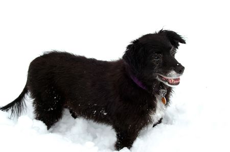 Still spry after all these years and waiting for a snowball to be tossed.の写真素材
