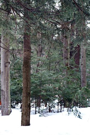 Winter Landscape in Springwater Provincial Park, Ontarioの写真素材