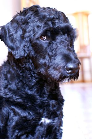 Portuguese Water Dog busted after stealing food off the countertop.の写真素材