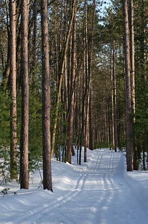 Cross country ski tracks in a pine forest, Wasaga Beach Ontarioの写真素材
