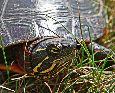 Sunbathing Midland Painted Turtle on its migration between freshwater ponds in rural Ontario, Canadaの写真素材