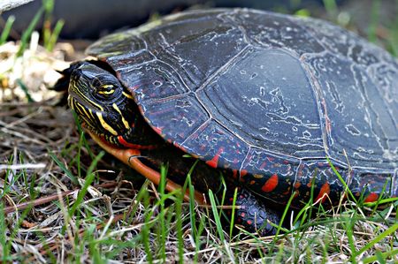 Midland Painted Turtle - an aquatic species native to Ontario - on its travels from pond to wetlands.の写真素材