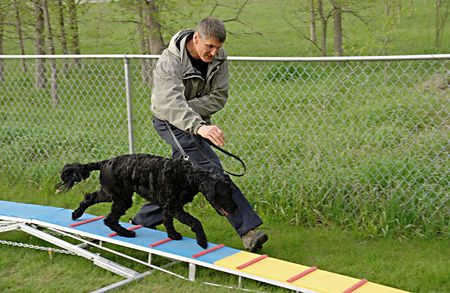 Portuguese Water Dog walking the plank in a beginner agility class.の写真素材