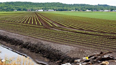 Fertile farmland in Holland Marsh, Ontarioの写真素材