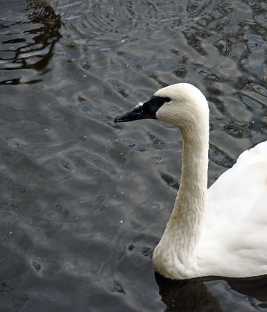 Trumpeter Swanの写真素材