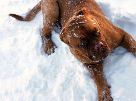 A Dogue de Bordeaux Puppy is a large breed Mastiff of French origins.の写真素材
