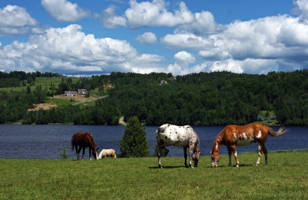 Horses grazing in pastureの写真素材