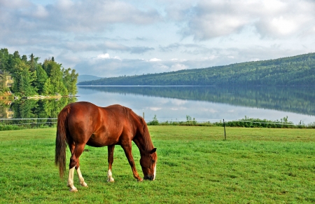 Kentucky Mountain Horse Grazing in Pastureの写真素材