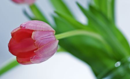 Pink Tulip with variegated petals in a vaseの写真素材
