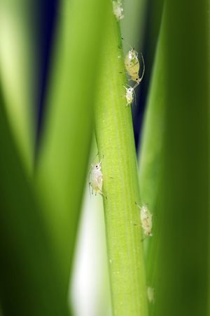 A Gardening Nightmare - Aphids are fast-breeding garden pests that feed on the juice of ornamental plants and crops.の写真素材