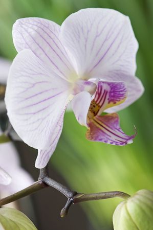 Macro of a potted Orchidの写真素材