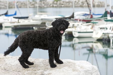 Portuguese Water Dog standing on the rocks by a marinaの写真素材