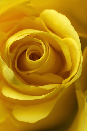 Yellow Rose - Macro imageの写真素材