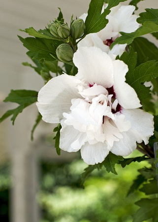Double White Rose of Sharon - Hibiscus Geniusの写真素材