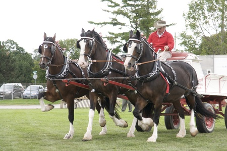 Triple-hitch draft horses and driver competing in the Heavy Draft Horse Competition at the Port Hope Agricultural Fair held September 17, 2011 のeditorial素材