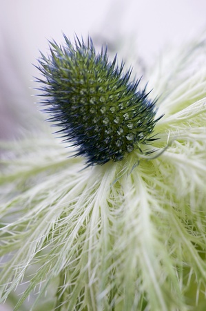 Eryngium Thistle - Jackpot. A macro image of an ornamental thistle commonly known as Jackpot and part of a group of flowering plants characterized by leaves with sharp prickles on the margins.の写真素材