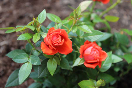 Red flowers in bloomの写真素材