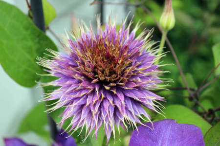 prickly purple summer flowerの写真素材
