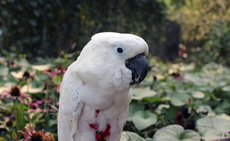 proud white birdの写真素材