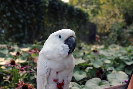 pretty white birdの写真素材