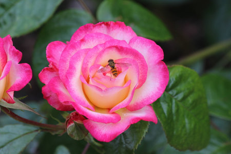 busy bee and flowerの写真素材