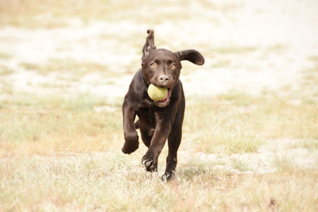 Cute brown labrador puppy dog running with ball in his mouth in green grass field.の写真素材