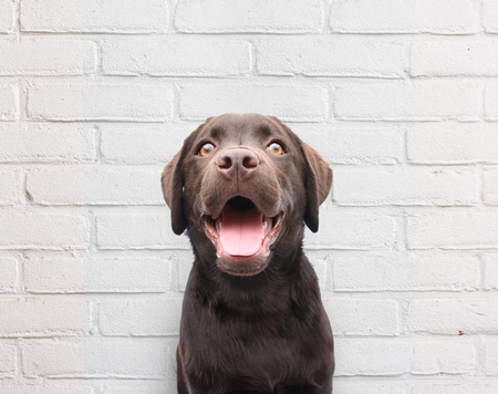 Close up of happy puppy dog smiling dog against white brick wall backgroundの写真素材