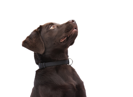 Sitting dog looks up waiting for someting on white isolated backgroundの写真素材