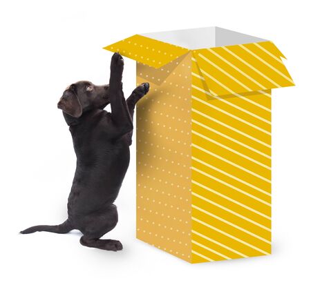 Cute curious dog jumping against a big present box with yellow gift paper isolated on white backgroundの写真素材